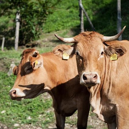 Agriturismo Di Baroni Enzo Dicomano Eksteriør billede