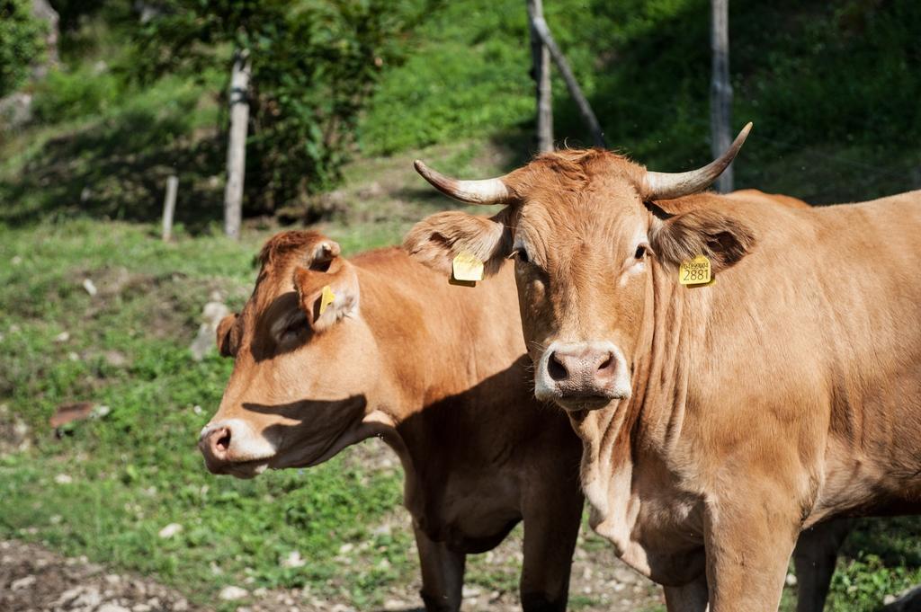 Agriturismo Di Baroni Enzo Dicomano Eksteriør billede